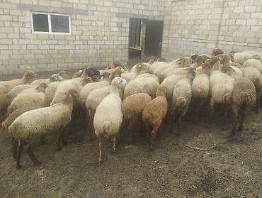 cins itlər: Mal-qaranın satışı: Qoyun sürüsü - Təsvir: Şəkillərdəki böyük sürü — 2