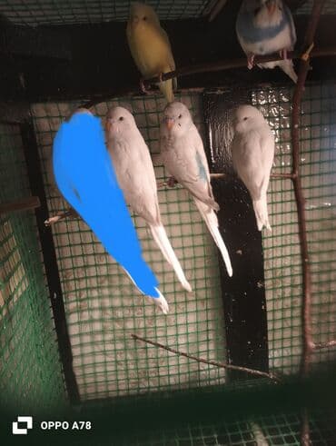 ley quşu: Ag balalar 15m 1 ed sari 6 7 aylig 20m erazi Zabrat — 4