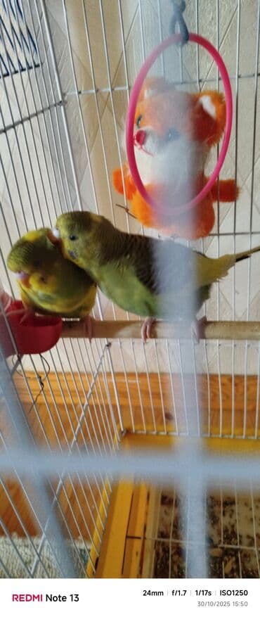 hələb kecilərin qiyməti: Qeyd: Ev şəraitinə tam sağlam vitamin qarışıq yemle boyudulub 5qus — 1