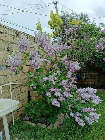 nergiz gulu: Yasəmən gülü . Xüsusi baxım ilə böyüdülüb. Cəmi 7 ağac .Real alıcı — 2