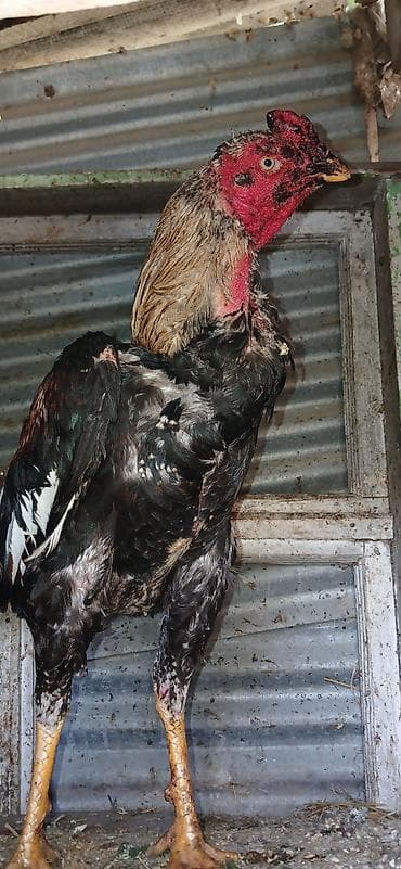 pikines qiymeti: Aseel (Asil) cinsli xoruz - Uzunboylu, güclü skelet quruluşu və — 3