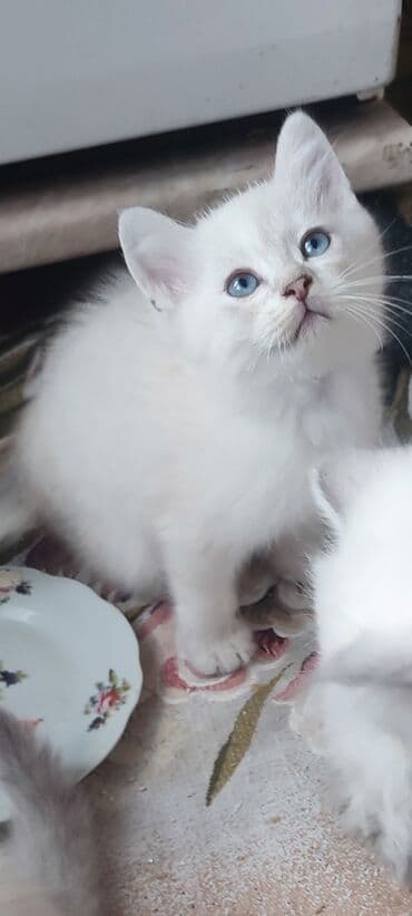 golden it cinsi: Şinşilla, Erkək, Yaxşı əllərə, Ünvandan götürmə, Ödənişli çatdırılma — 9