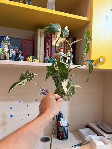 Otaq bitkiləri: Syngonium podophyllum “Albo Variegata” – variegasiyalı otaq bitkisi - — 4