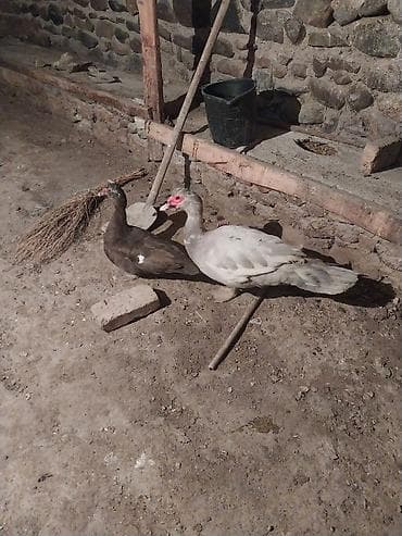 Ördəklər: 2 side xoruzdur lavanda 9 aylx dr krasnadar okuz 5 aylx qiymet cutne — 8