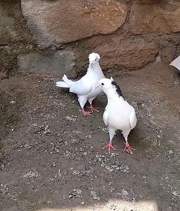 göyercin yuvası: 2 side erkeydi 12 14 tukduler — 2