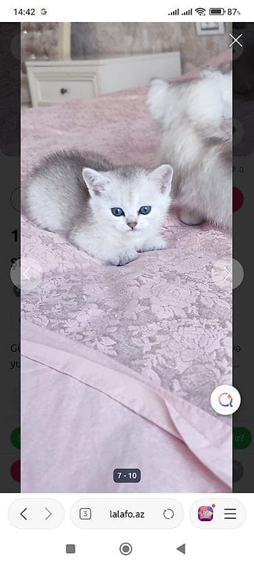şinşıla: Qızıl şinşilla — 9