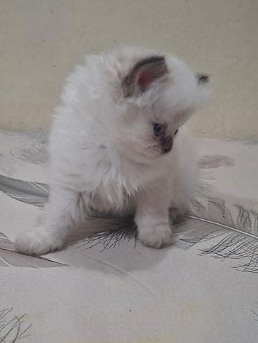 pisik ucuz: Yavrular üçün pişik balaları - Növlər və rənglər: - Açıq krem-ağ — 2