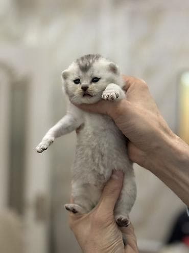 pişik adları azeri: Şotland, Erkək, Dişi — 6