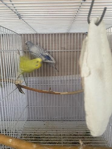 Geyimlər: 2 cut saglan cavan quelardi - Cexler cutu-30 azn Sade cutu -20 azn — 2