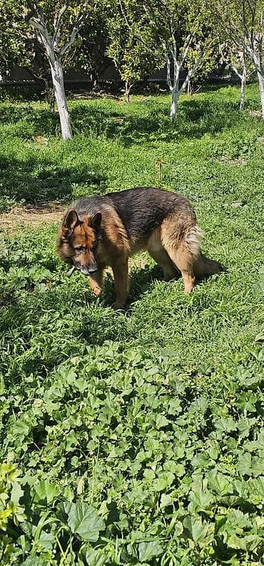 dagistan coban iti: Alman çoban iti — 3