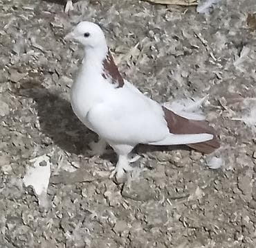 tap az quşlar: Cavan və sağlam uçan nəsil göyərçinlər.Erkəy və maya.Cüt deyillər.Maya — 6