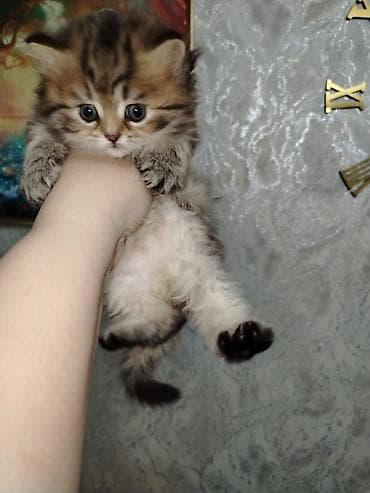 ev pisiyi satisi: Şotland, Erkək, Dişi, Yaxşı əllərə — 5