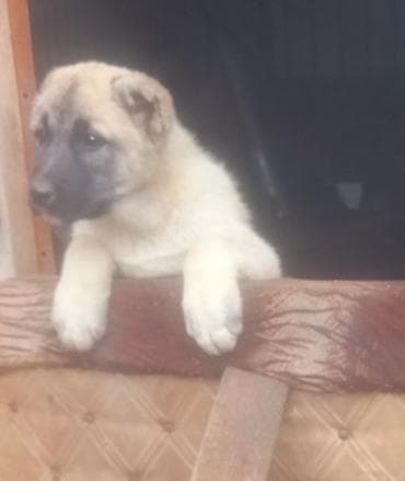 itler ucun bit dermani: Qurdbasar, Erkek, Peyvəndli — 3