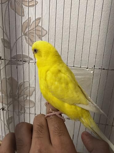 Quşlar: Qəfəslə birlikdə satılır Tam sağlam Lutino valinist .Dişi quşdu ələ — 3