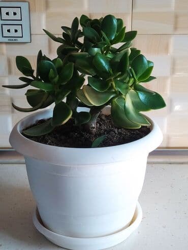 helba bitkisi faydaları: Уличные растения — 1