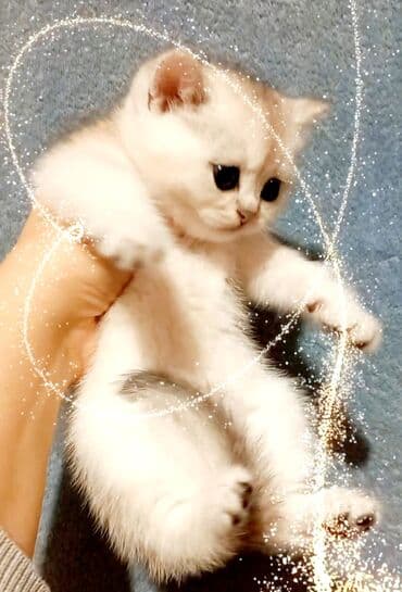 pisiylər: Şotland, Erkək, Dişi, Ünvandan götürmə — 3