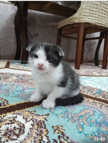 Şotland yastı qulaq, Erkək, Dişi, Ünvandan götürmə