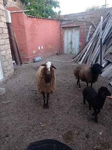 agilli yem qabi: Erkək, Qala, il: 1, Damazlıq — 7