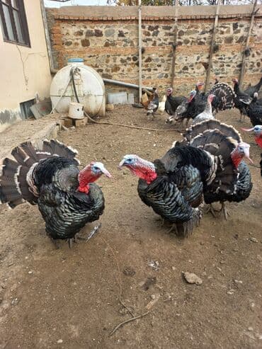 Dişi, Ətlik, Ünvandan götürmə