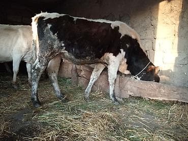 mops qiymeti: 8 aylıq ərkəy danadı qiymətdə razılaşmaq olar — 1