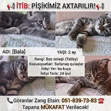 itler pitbull: Tabbi — 1