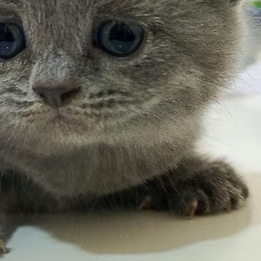 pişik tasma: Şotland yastı qulaq — 2