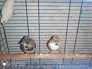 pisik satilir: Amadinlər satılır risovka amadin yapon zebra amadinləri — 6