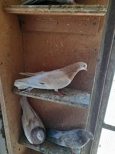 quş qaz: Esenlerden qiymet cutüne aiddir unvan Suraxani balalar satilir — 1