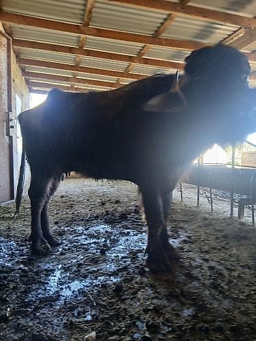 ev itleri balaca: Öz qapımın heyvanıdı Kısır qaldı deyə satıram kök dü kəskiyə yarayır — 2