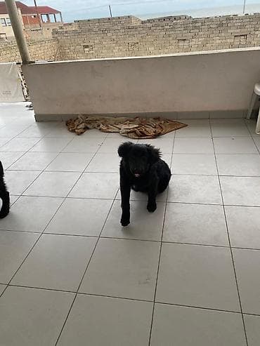 it sahiblenme: 5 ay, Dişi — 7