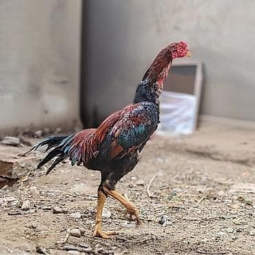 döyüş xoruzu: Salam Aleykum. Allah hamının malına bərəkət versin. Saf qan beçə 9 — 3