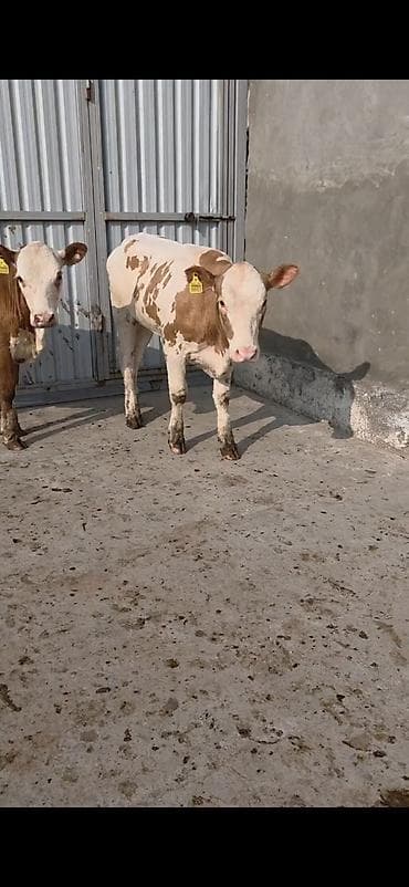 Кошки: Simental xanlar 2 eded dişi 4 ayı keçiblər damazlıq heyvandarlıq üçün — 10