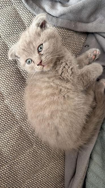 Şotland yastı qulaq