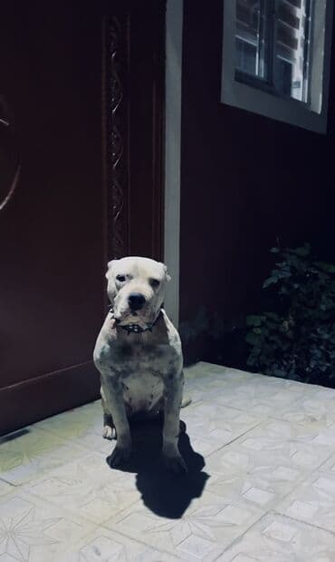 gencede it satisi: Pitbul, 2 il, Dişi, Peyvəndli, Ünvandan götürmə — 1