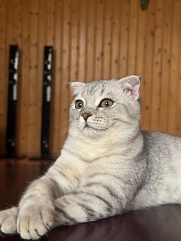erkey pisik adlari: Ağ rəngli, mavi-boz gözlü balaca pişik balaları. Şirin, yumşaq tüklü — 9