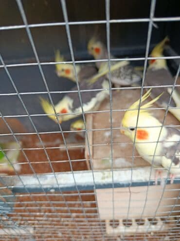 xamyak yuvası: Tofiq (nimfa) tutuquşuları – müxtəlif rəng mutasiyaları - Növ: Nimfa — 7