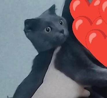 Şotland, Dişi, Cütləşmə üçün, Ödənişli çatdırılma