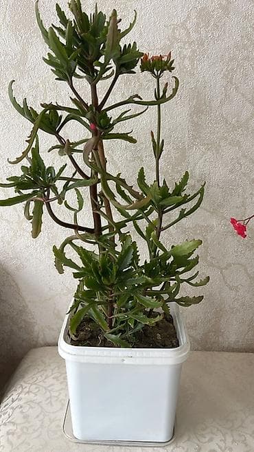 Комнатные растения: Ev bitkiləri kolleksiyası - Euphorbia milii (Tikanlı tac) – qırmızı — 4