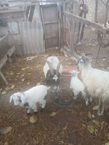 Индюшки: Ana baladllar — 2