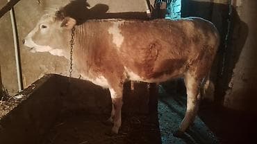 it yem: Satışda: kənd təsərrüfatı heyvanı – dana/inek (simmental tipli) — 3