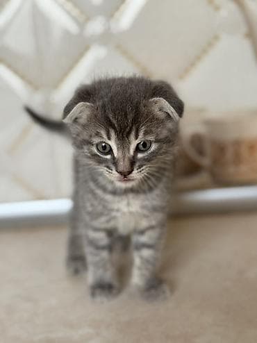 balaca ag itler: Şotland yastı qulaq — 2