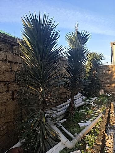 сколько стоит пальма в горшке: Bağ üçün dekorativ tropik bitkilər - Növlər: Yucca (Yucca — 1