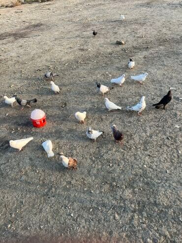 Akvarium aksessuar və ləvazimatları: Göyərçinlər zabratdadı hamsı uçan quşlardı isdəyən olsa gəlsin həyətdə — 4