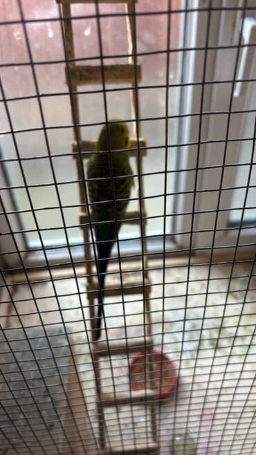 3D panellər: 10 ededi 80 manata deyilir yumurtuyan quwlardir hamisida cutdu biri 8 — 2