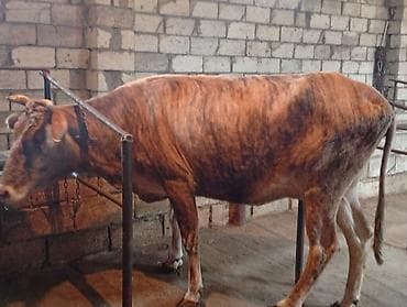 cins inek: Ətlik Maldi Real alıcılar Narahat Elesin — 3