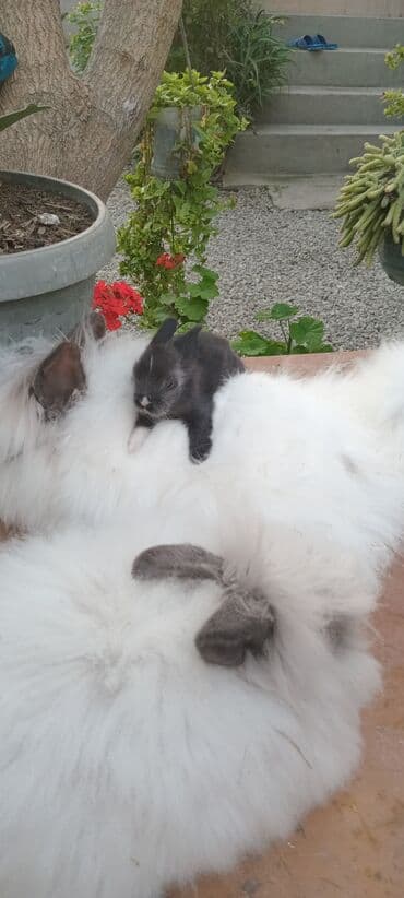 bala dovşanlar: Akor bala 10m — 2