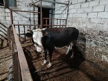 Salam aleykum kim isdese desin