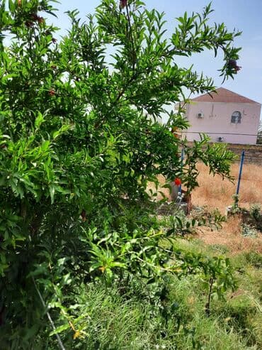 продажа земельных участков в баку: 6 соток, Для строительства — 3