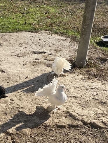 coban iti balasi: Ünvan:ŞƏKİ Ağ rəngli quyruğu yelpikvari göstərən dekorativ göyərçinlər — 1