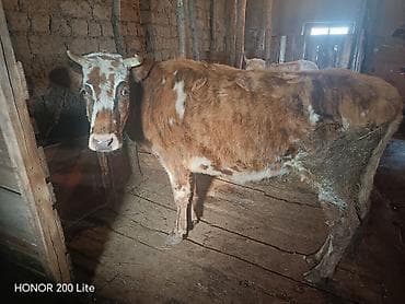 Balıqlar: Salam heyvan Qubadadı real alıcı olsa qiymətdə razılaşmaq olar May — 4